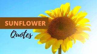 100+ (BEST) Sunflower Quotes That Will Brighten Your Day -Bigenter