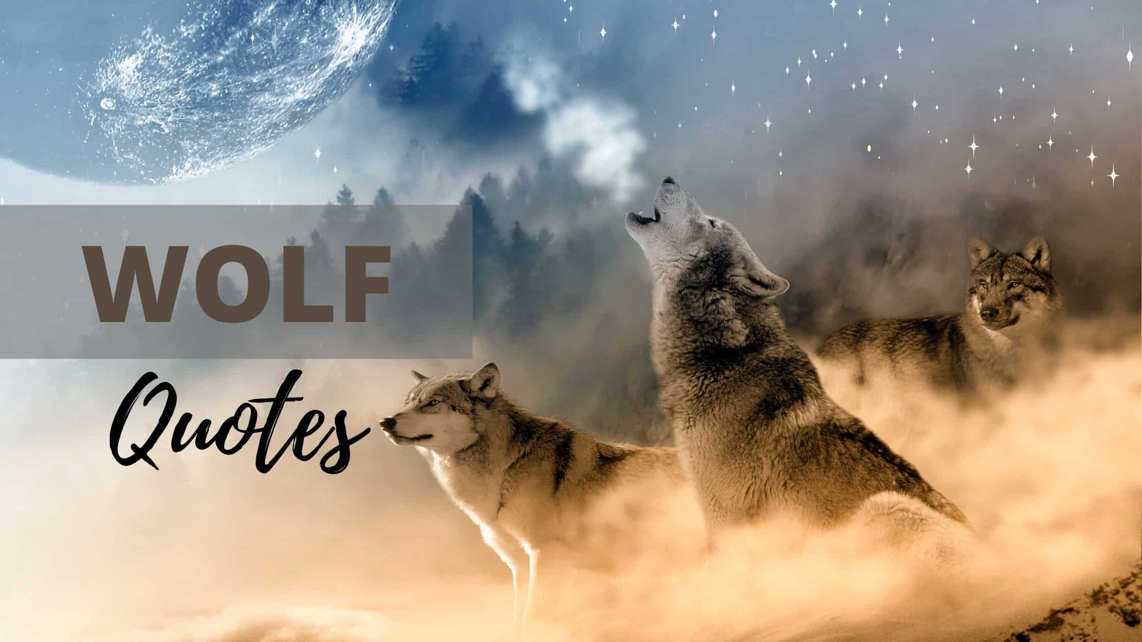 100+ (BEST) Wolf Quotes To Make You Smarter And Braver